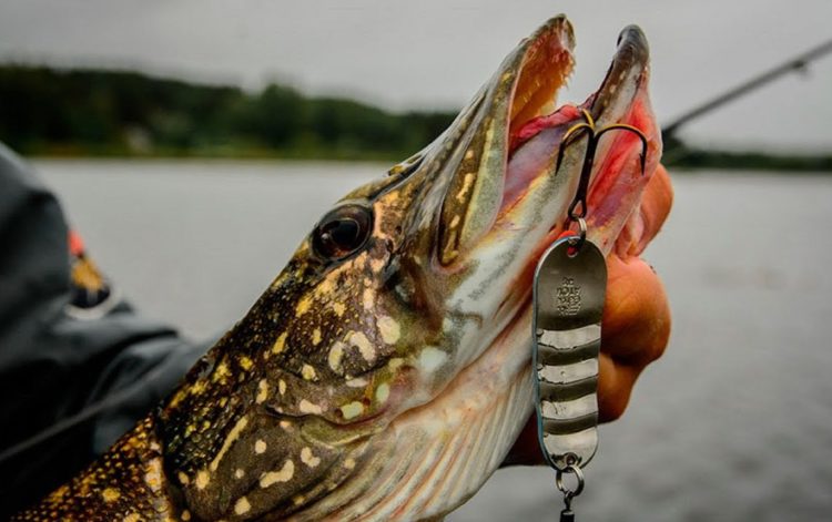 Блесна и щука