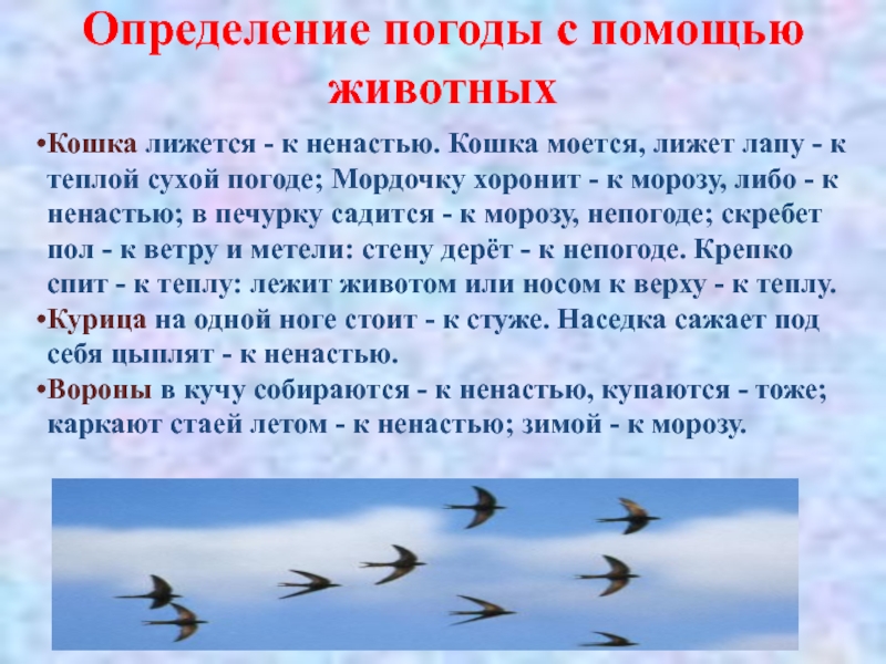 Определение погоды с помощью животныхКошка лижется -