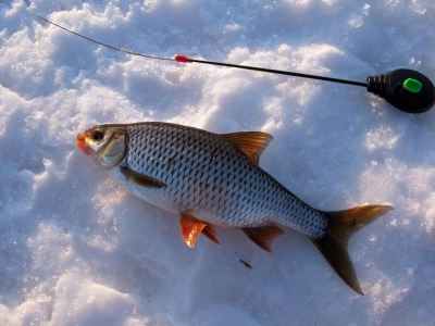 О ловле плотвы в январе