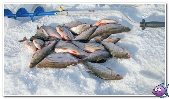 плотва зимой