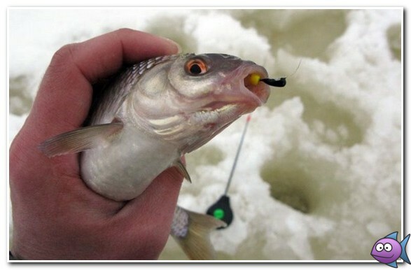 ловля плотвы на мормышку