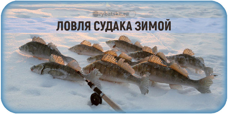 Зимняя рыбалка на судака со льда в разные месяцы