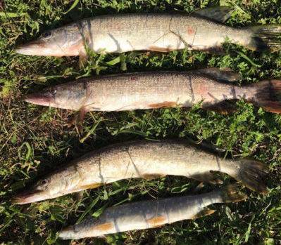 Луна и рыбалка