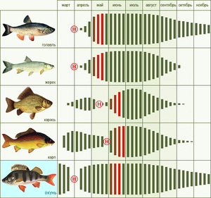 Влияет ли цвет плетенки на клев рыбы