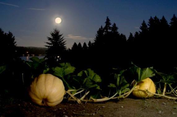 Лунный посевной календарь на 2019 год садовода и огородника