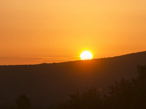 Жуки предскажут тихую погоду