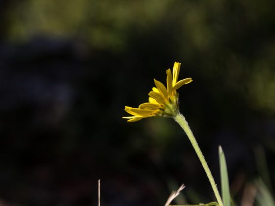Роса в поле предвещает дождь