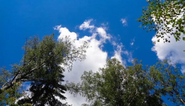 4 августа было принято собирать ягоды в лесу