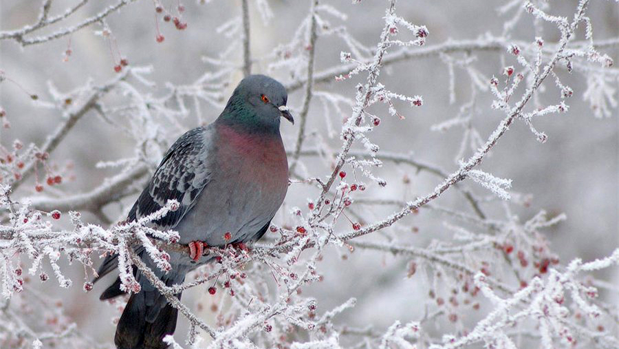 Народные приметы на февраль 2021 года