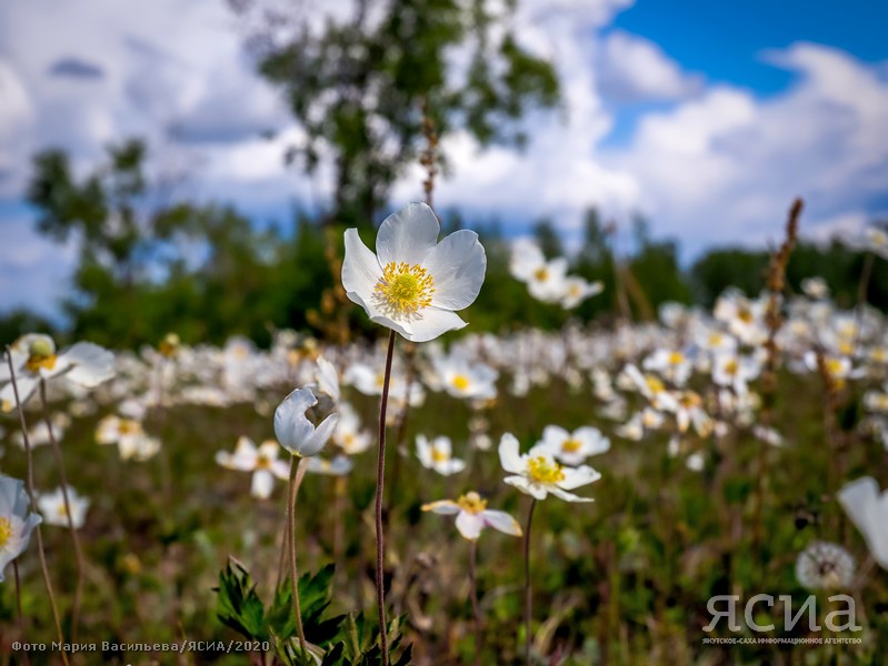 Народные приметы июля