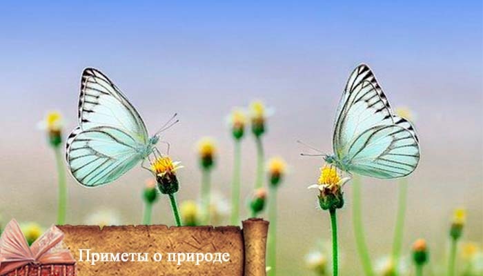 приметы о природе в июне 2021