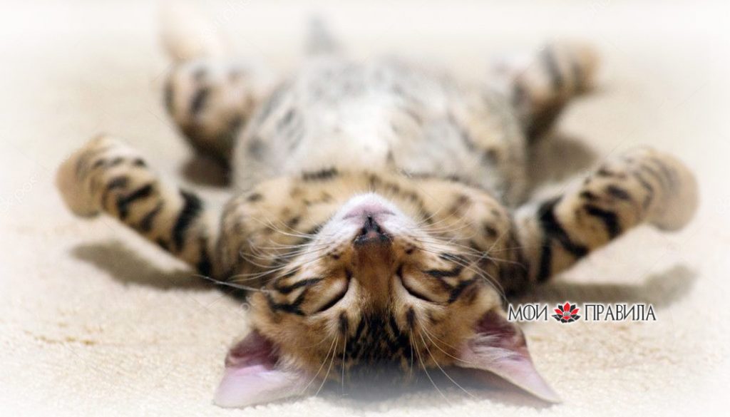 Кот лежит на пузе к жаре