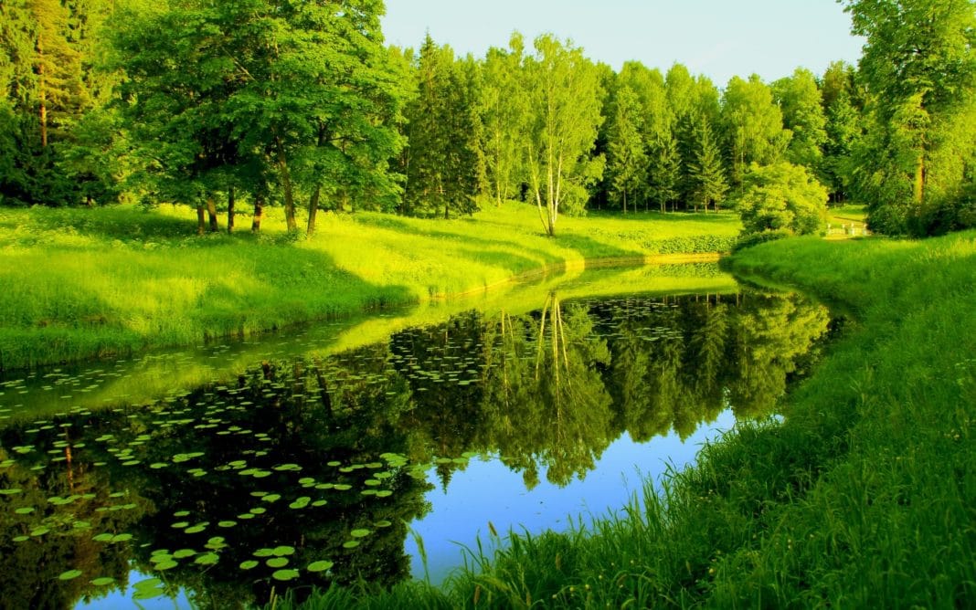 Красочный лес
