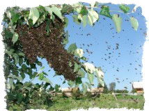 приметы с помощью которых можно предсказывать погоду