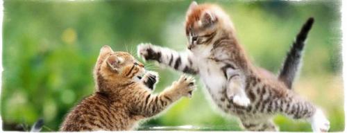 Приметы за явлениями в мире животных. Приметы про погоду, которые определяют по животным