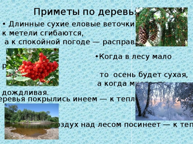 Приметы по деревьям: • Длинные сухие еловые веточки к метели сгибаются, а к спокойной погоде — расправляются. • Когда в лесу мало рябины, то осень будет сухая, а когда много, то дождливая. • Деревья покрылись инеем — к теплу . • Воздух над лесом посинеет — к теплу. 