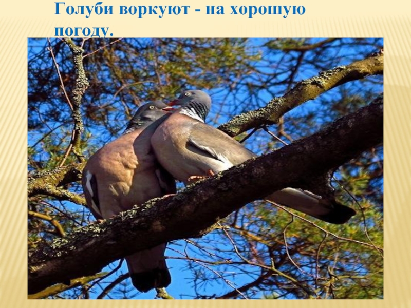 Голуби воркуют - на хорошую погоду.