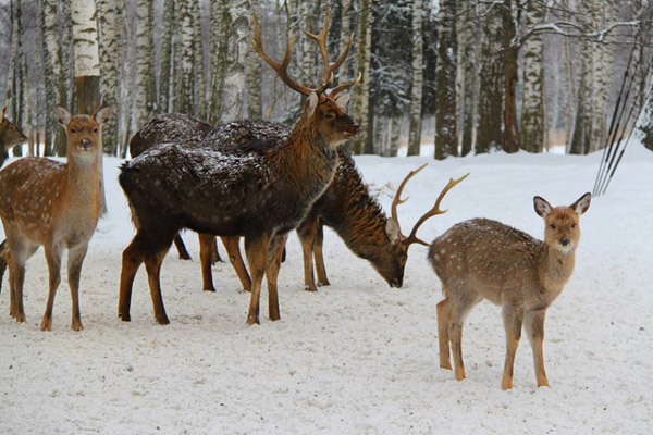 Народный календарь на февраль, народные приметы на февраль, народные традиции на февраль, праздники в феврале, народные приметы на погоду в феврале, народный календарь на февраль 2017, День Трифона 14 февраля, народные приметы на 12 февраля, народные примеы на 14 февраля, народные приметы на Сретение