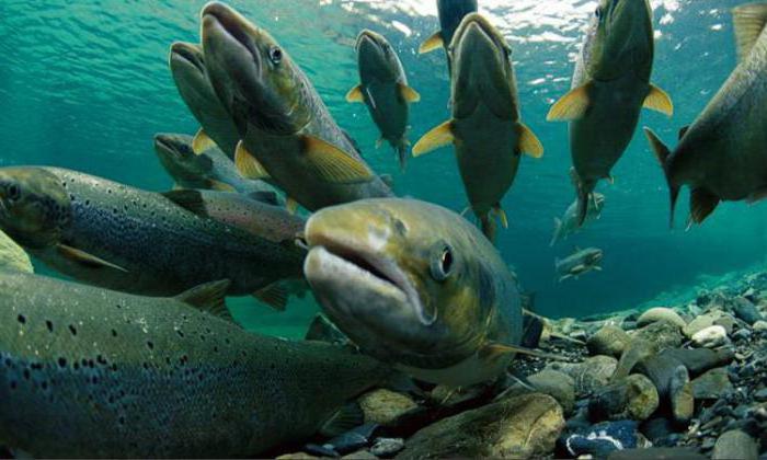 база отдыха горячий источник краснодарский край