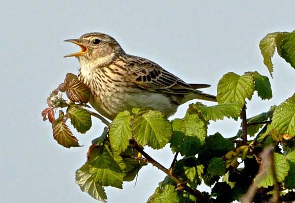 Одна песня длится до 12 минут