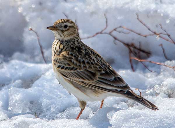 Иногда прилетают в феврале 