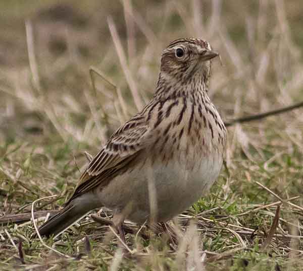 Похож на воробья 