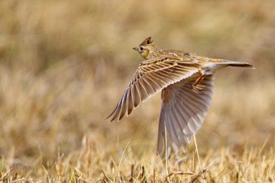как долго живут полевые жаворонки