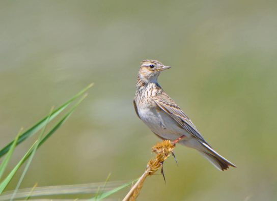 описание полевого жаворонка