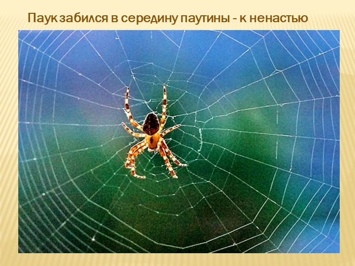 Паук забился в середину паутины - к ненастью