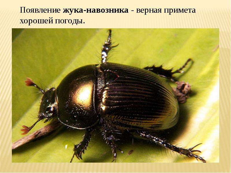 Презентация на тему Народные Приметы погоды , слайд №10