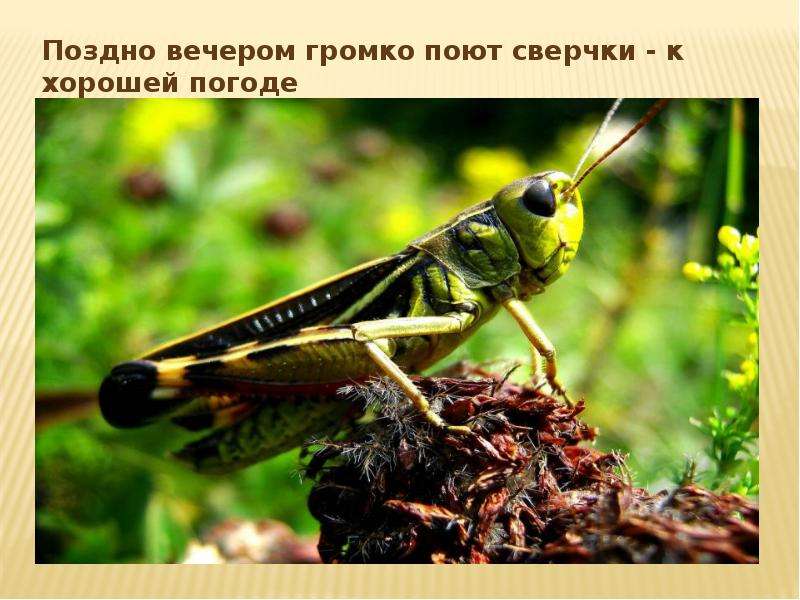 Презентация на тему Народные Приметы погоды , слайд №11