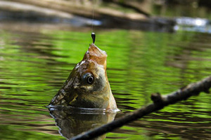 Карась - один из наиболее любимых рыбаками видов рыб.