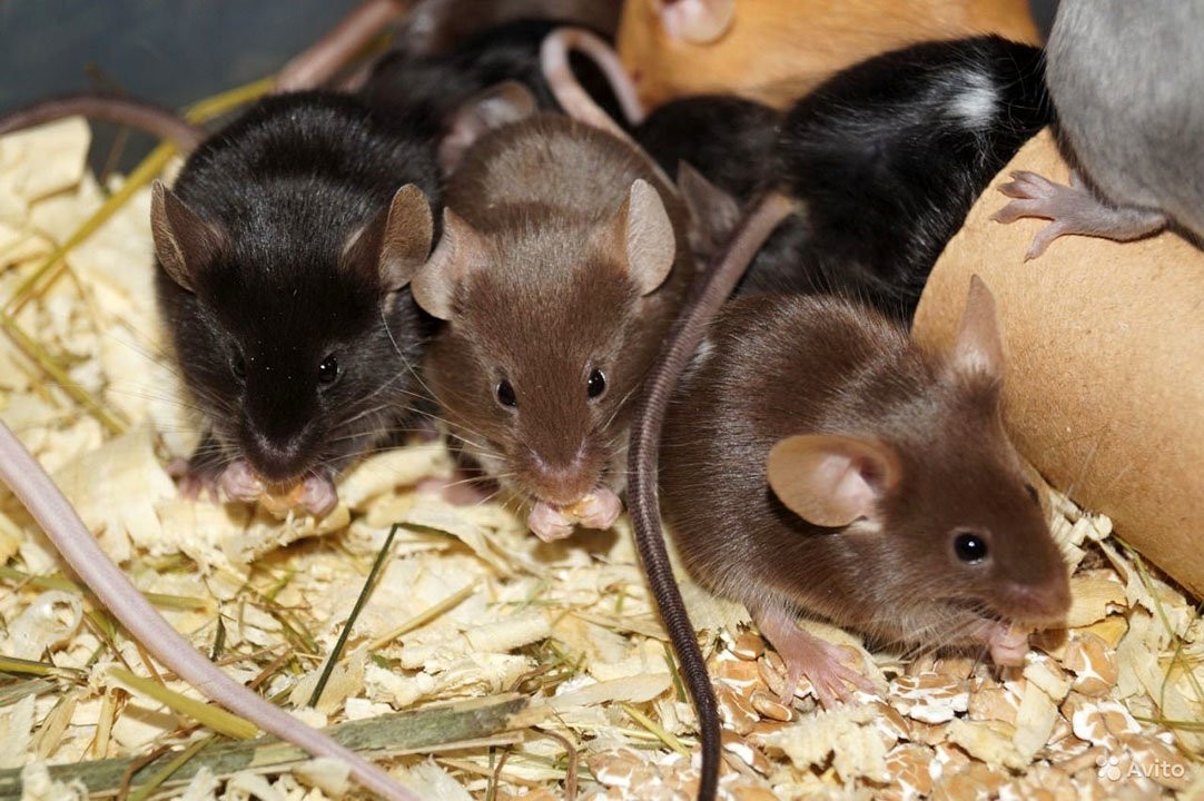 мышки на опилках
