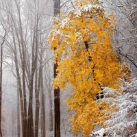 приметы ноября о погоде