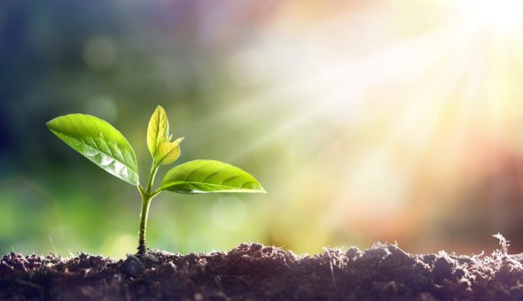 Определение погоды по растению