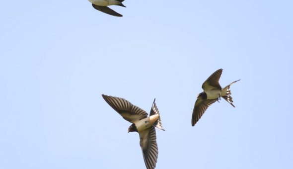 Ласточки летают низко