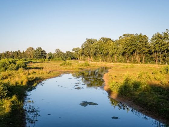 Зелёные лужи предвещают засуху