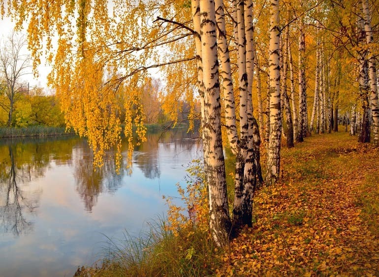 Березы осенью