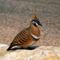 Приметы про птиц