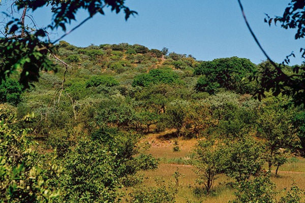 Природа, растения и животные сша