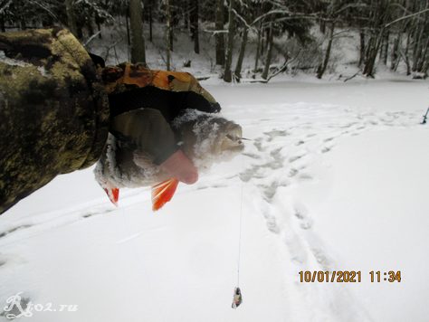 Прогноз клева в аганино. Рыбхоз-прогноз клёва рыбы. Прогноз клева десногорск. Десногорск зима. Клев рыбы по фазам луны.
