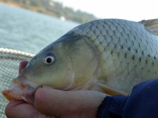 При пониженном атмосферном давлении ловится карп лучше