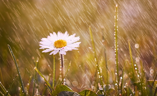 Растения, предсказывающие погоду - Народные приметы