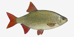 краснопёрка