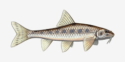 пескарь белопёрый