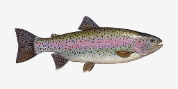 форель радужная