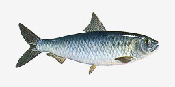 тюлька черноморско-каспийская