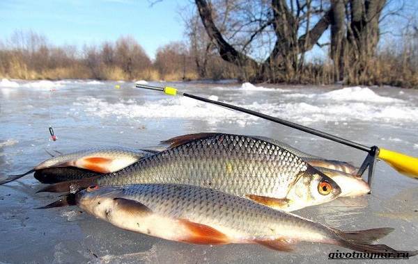Рыбалка-на-плотву-в-разные-сезоны-и-различными-способами-10