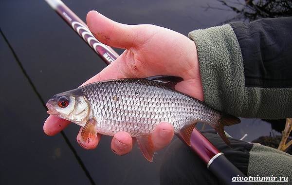 Рыбалка-на-плотву-в-разные-сезоны-и-различными-способами-1