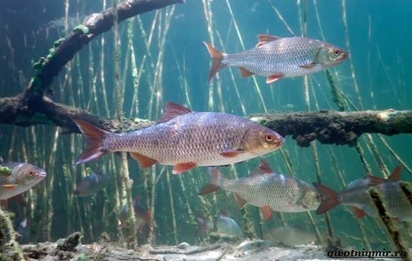 Рыбалка-на-плотву-в-разные-сезоны-и-различными-способами-2